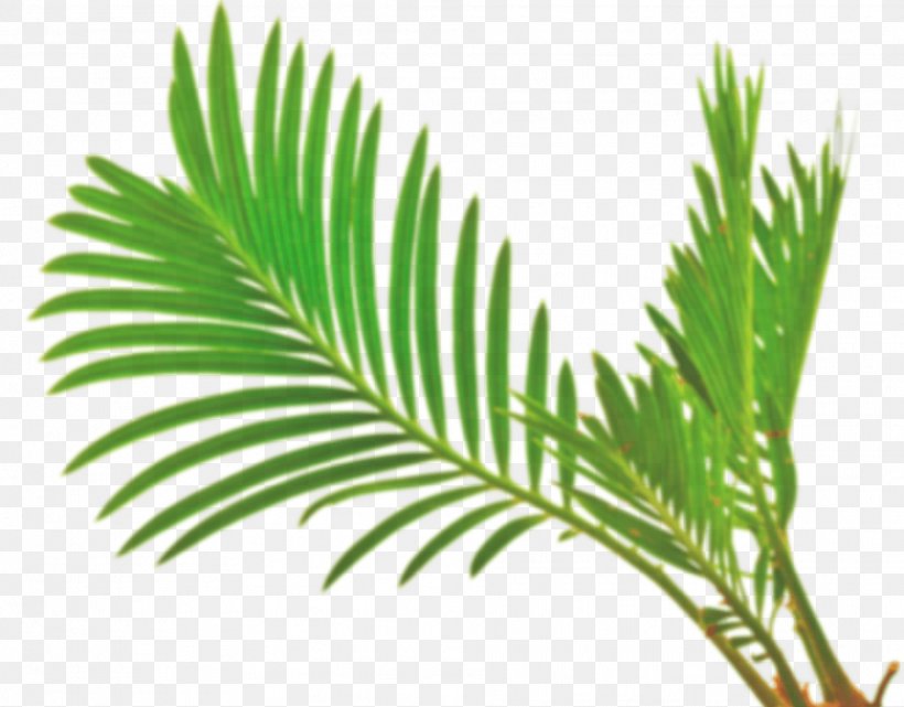 Leaf Arecaceae White Green Stock Photography, PNG, 1918x1500px, Leaf, Arecaceae, Arecales, Depositphotos, Green Download Free