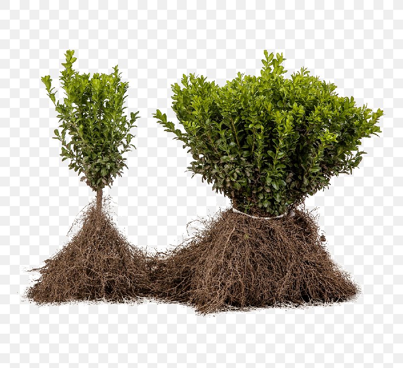 Tree Shrub Evergreen Flowerpot Herb, PNG, 750x750px, Tree, Evergreen, Flowerpot, Grass, Herb Download Free