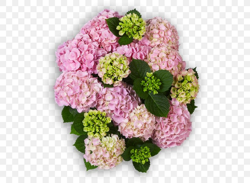Cut Flowers French Hydrangea Pink Plant, PNG, 600x600px, Flower, Annual Plant, Artificial Flower, Color, Cornales Download Free