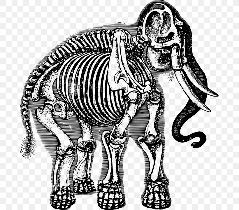Elephant School African Elephant Human Skeleton, PNG, 680x720px, Elephant School, African Elephant, Anatomy, Art, Black And White Download Free
