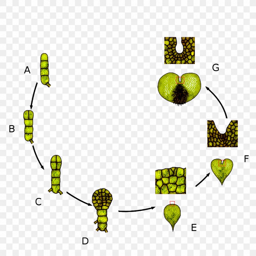 Leaf Prothallium Biological Life Cycle Sporophyte Vascular Plant, PNG, 900x900px, Leaf, Area, Biological Life Cycle, Cell, Diagram Download Free