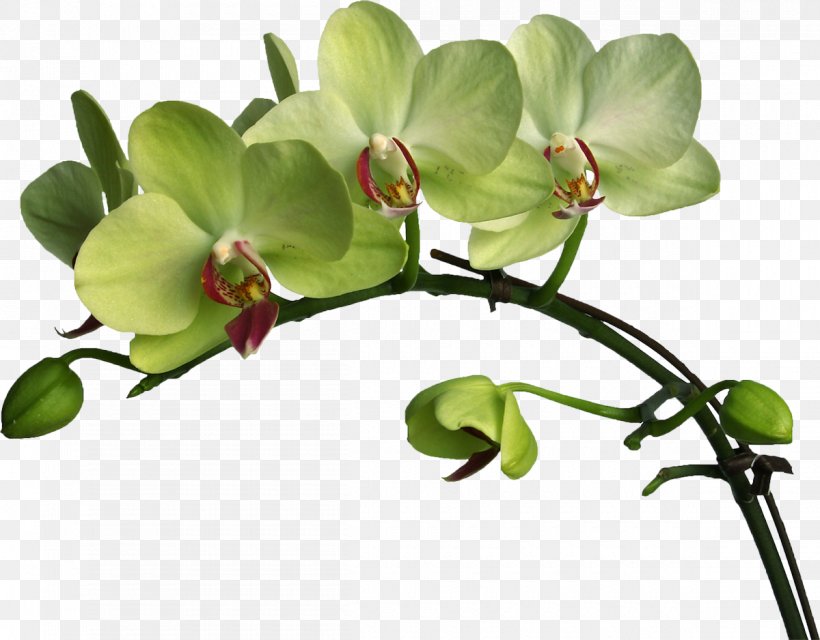 Moth Orchids Plant Flower Verbascum Densiflorum, PNG, 1200x938px, Orchids, Biennial Plant, Branch, Family, Flora Download Free