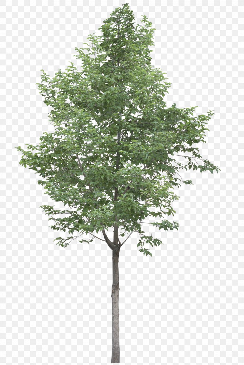Tree Acer Campestre Stock Photography Clip Art, PNG, 2338x3500px, Tree, Acer Campestre, Branch, Evergreen, Fir Download Free