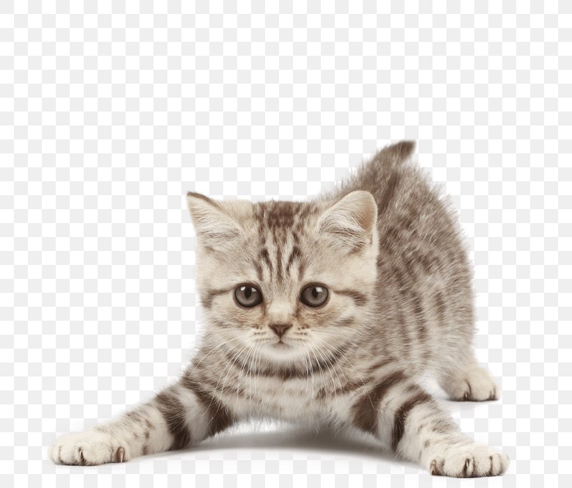 Cat Tree Kitten Dog Puppy, PNG, 700x700px, Cat, American Shorthair, American Wirehair, Animal Shelter, Asian Download Free