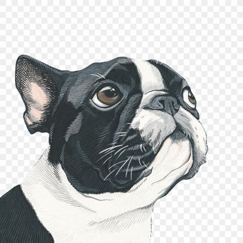 Dog Portrait Painting Art Illustration, PNG, 5906x5906px, Dog, Art, Artist, Boston Terrier, Bulldog Download Free