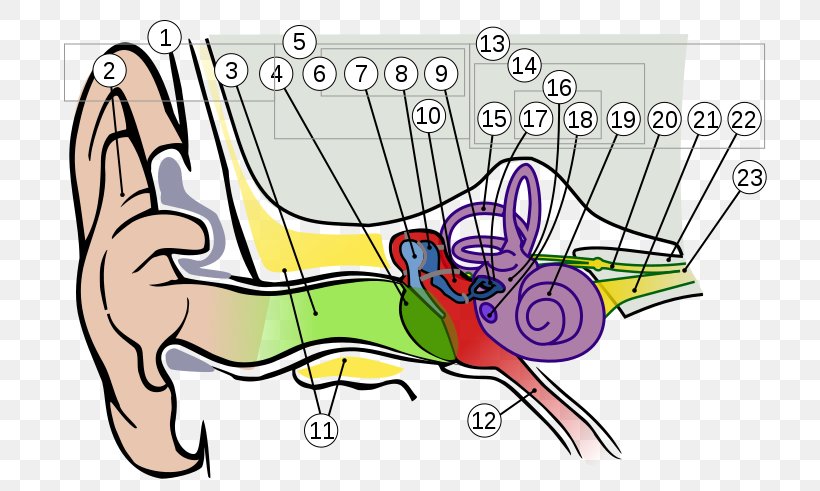 Ear Anatomy Hearing Vestibulocochlear Nerve, PNG, 751x491px, Watercolor, Cartoon, Flower, Frame, Heart Download Free