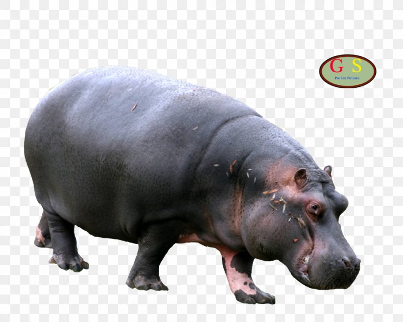 Hippopotamus Rhinoceros Animal Mammal Horse, PNG, 1000x800px, Hippopotamus, Animal, Fauna, Horse, Mammal Download Free