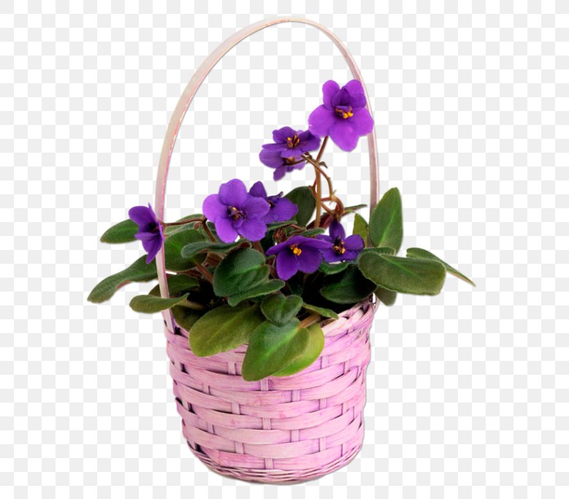 Pansy Violet Garden Chinese Wisteria Seed, PNG, 600x719px, Pansy, African Violets, Asian Bleedingheart, Basket, Bulb Download Free