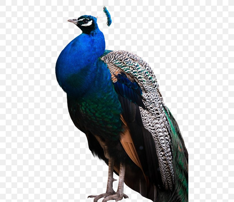 Peafowl Feather Desktop Wallpaper, PNG, 500x709px, Peafowl, Asiatic Peafowl, Beak, Bird, Display Resolution Download Free