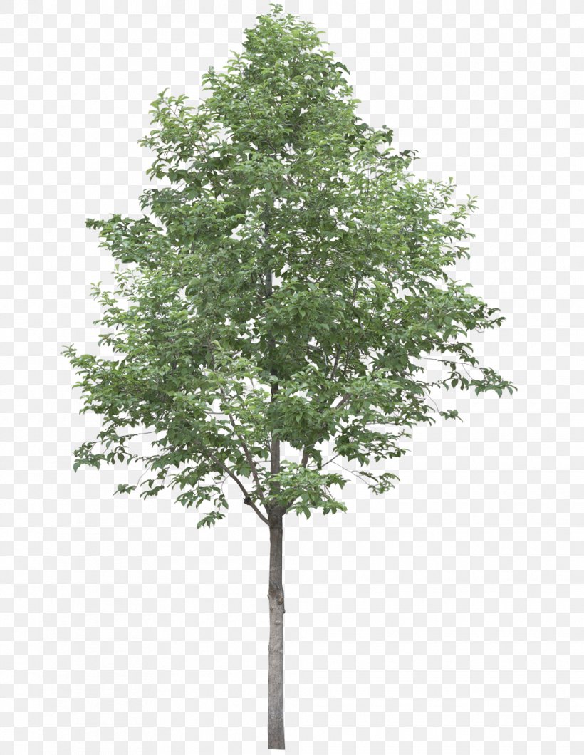 Populus Alba Tree Oak Stock Photography Clip Art, PNG, 990x1280px, Populus Alba, Angel Oak, Birch, Branch, Cottonwood Download Free