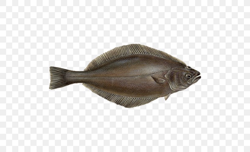 Sole Turbot Greenland Halibut Flatfish, PNG, 500x500px, Sole, Animal Source Foods, Bonito, Bony Fish, Cod Download Free