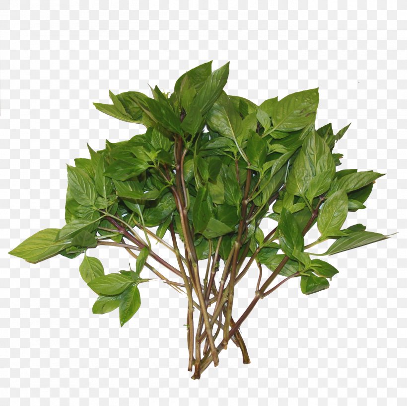 Basil Royalty-free Herb Stock Photography, PNG, 1395x1390px, Basil, Herb, Herbal, Herbalism, Leaf Download Free