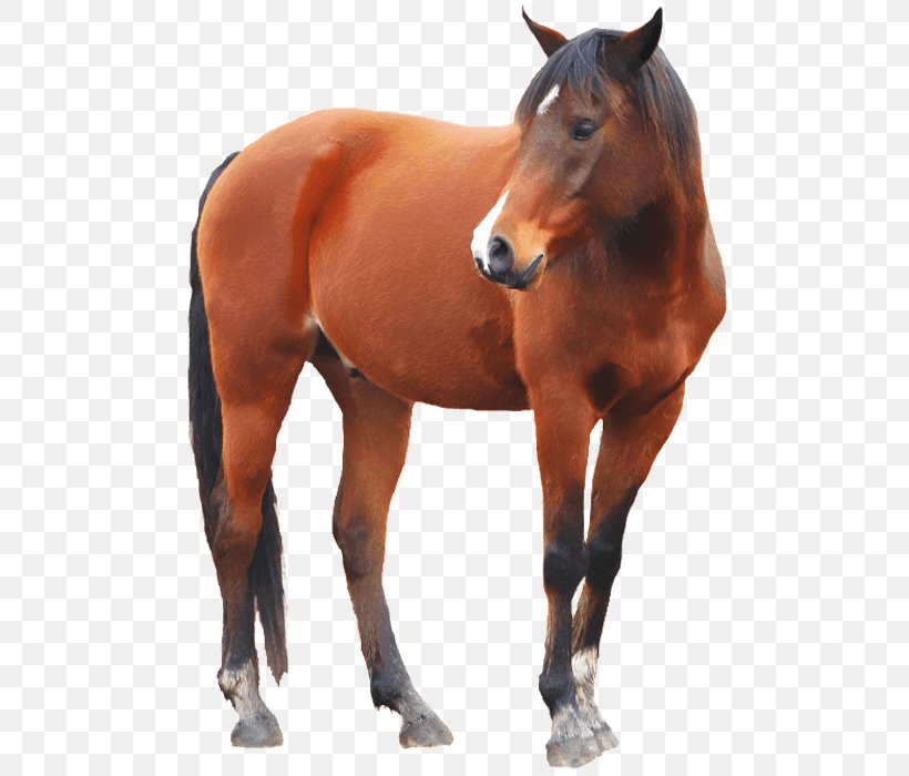 Mustang American Paint Horse Stallion Arabian Horse Clip Art, PNG, 502x700px, Mustang, Alpha Compositing, American Paint Horse, Animal, Arabian Horse Download Free
