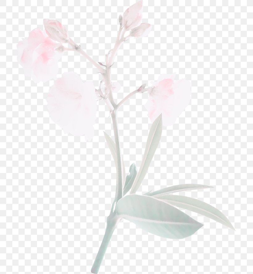 Pink Ipomoea Nil Flower, PNG, 711x887px, Watercolor, Cartoon, Flower, Frame, Heart Download Free