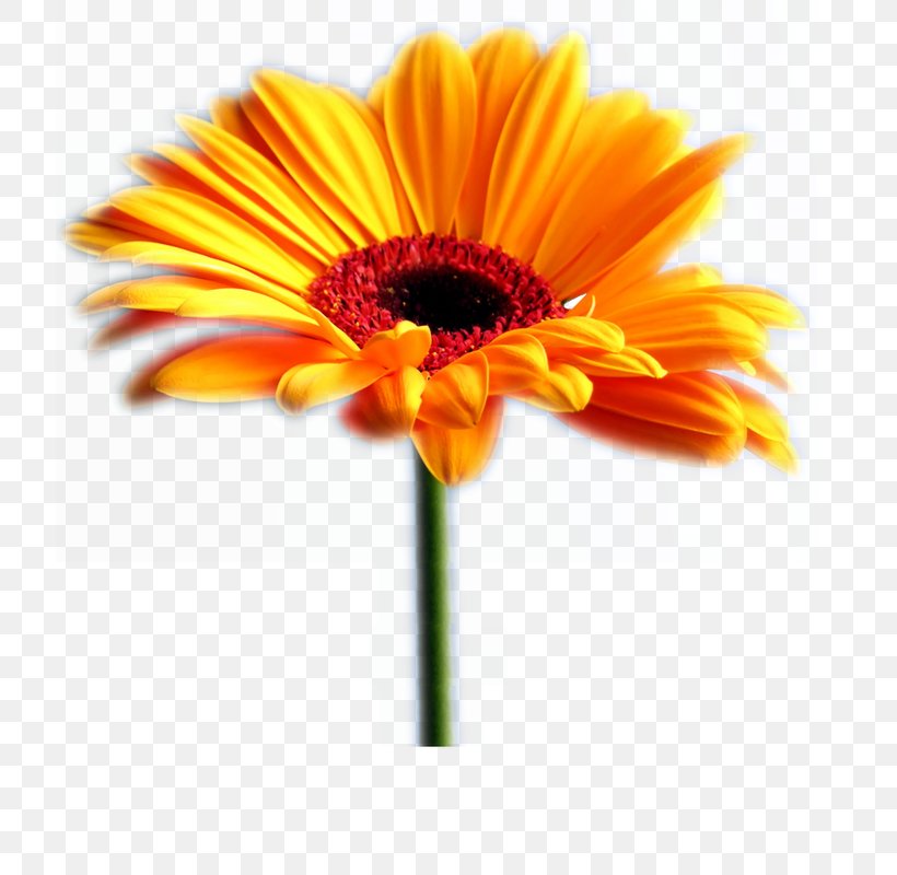 Transvaal Daisy Common Sunflower Desktop Wallpaper Daisy Family, PNG, 800x800px, Transvaal Daisy, Blue, Common Daisy, Common Sunflower, Cut Flowers Download Free
