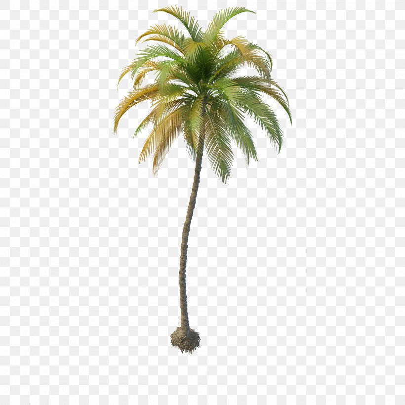 Arecaceae Coconut Tree Date Palm 3D Computer Graphics, PNG, 2000x2000px, 3d Computer Graphics, 3d Modeling, Arecaceae, Arecales, Autodesk 3ds Max Download Free