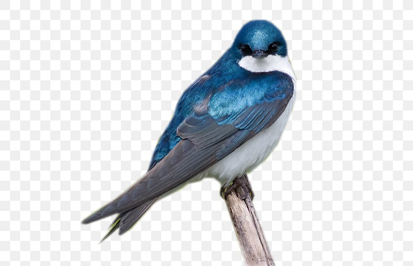 Blue Jay Bird, PNG, 600x530px, Blue Jay, Animal, Beak, Bird, Blog Download Free