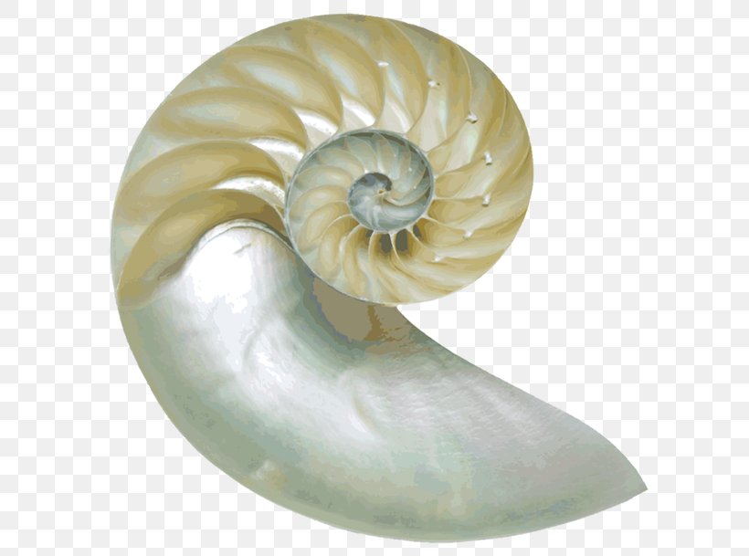 Chambered Nautilus Nautilidae Seashell Clip Art Image, PNG, 640x609px, Chambered Nautilus, Ammonites, Animal, Drawing, Fossil Download Free