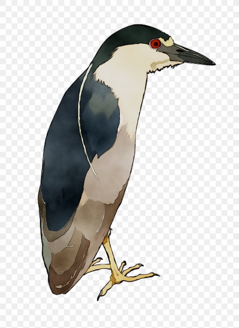 Flightless Bird Beak Fauna Neck, PNG, 1062x1457px, Bird, Beak, Fauna, Flightless Bird, Neck Download Free