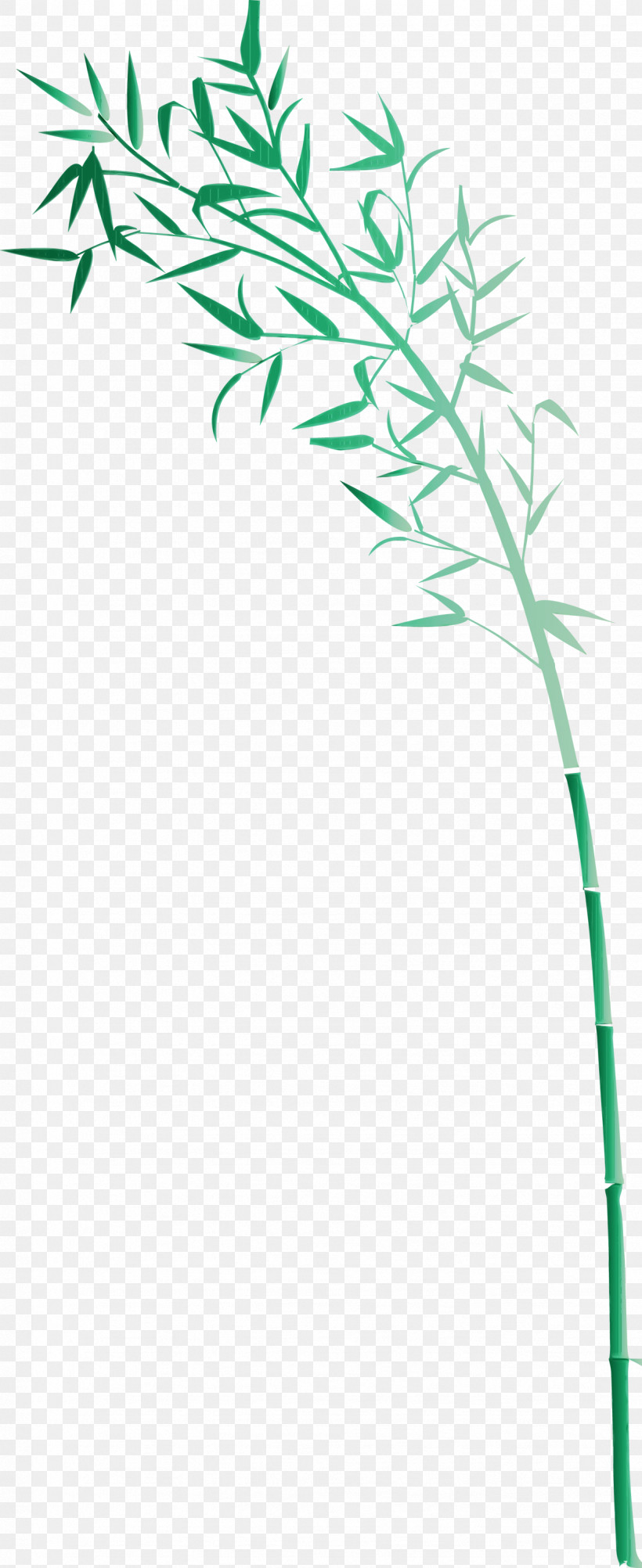 Green Plant Stem Plant Leaf Grass Family, PNG, 1227x3000px, Bamboo, Flower, Grass, Grass Family, Green Download Free