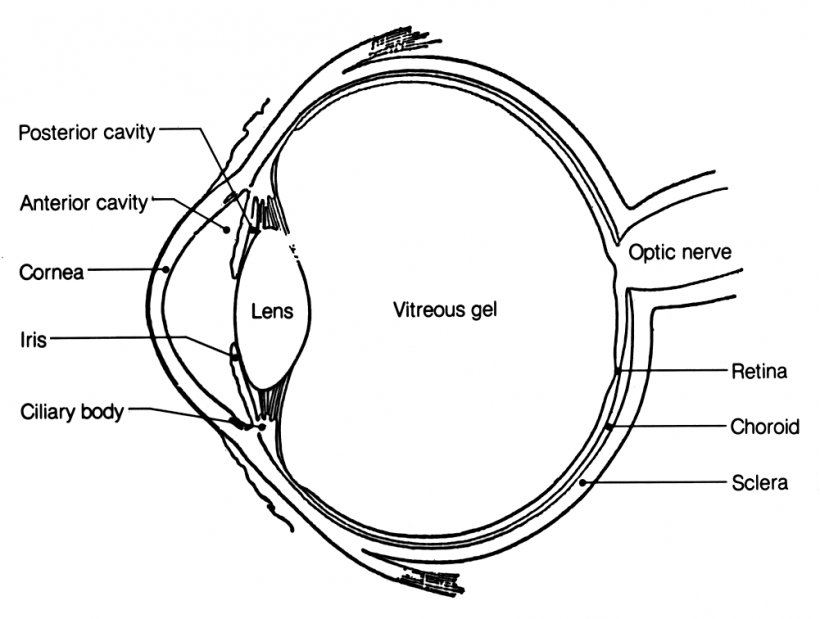 Human Eye Anatomy Diagram Human Body, PNG, 1001x756px, Watercolor, Cartoon, Flower, Frame, Heart Download Free