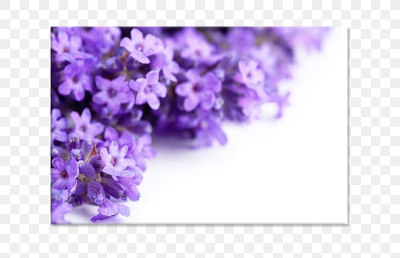 Lavender Stock Photography Flower Royalty-free, PNG, 750x530px, Lavender, Aroma Compound, Blossom, English Lavender, Floral Design Download Free