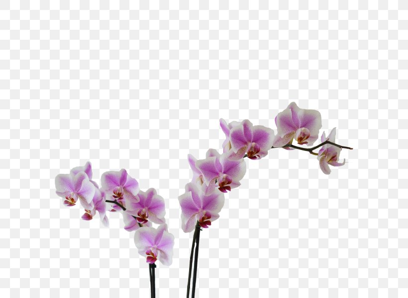 Moth Orchids Cut Flowers Violet Kleurplaat, PNG, 600x600px, Moth Orchids, Blossom, Branch, Cut Flowers, Flower Download Free