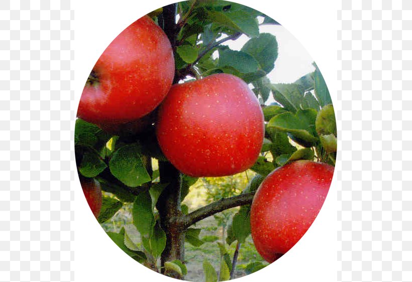 Plum Tomato Apples Champion Cultivar, PNG, 523x562px, Plum Tomato, Acerola, Acerola Family, Apple, Apple Scab Download Free
