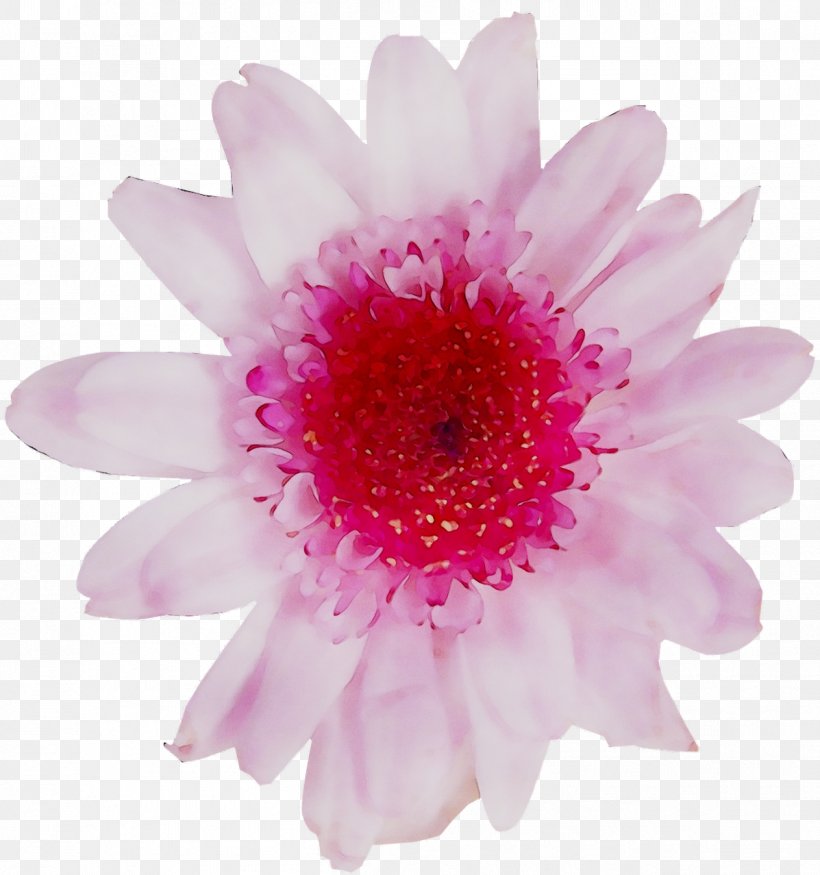 Transvaal Daisy Chrysanthemum Pink M Close-up, PNG, 1263x1348px, Transvaal Daisy, Annual Plant, Artificial Flower, Barberton Daisy, Chrysanthemum Download Free