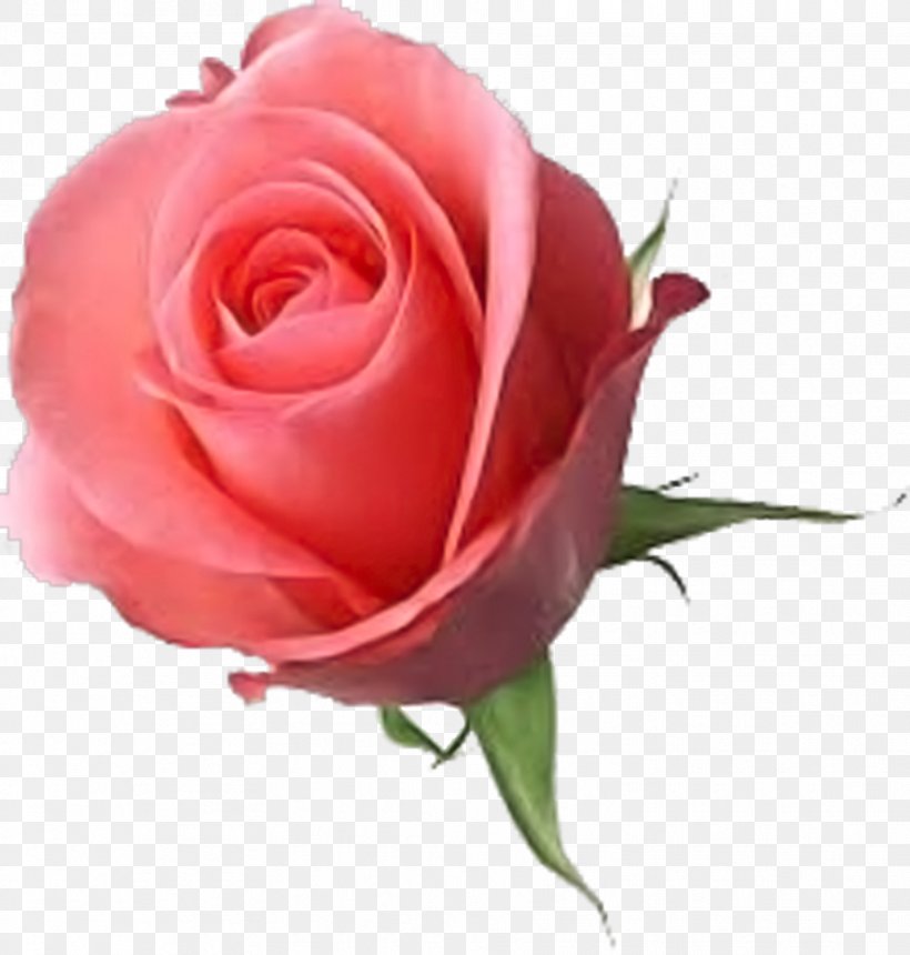 Valentine's Day Wish Clip Art Rose Gift, PNG, 886x930px, Wish, Cut Flowers, Floribunda, Floristry, Flower Download Free
