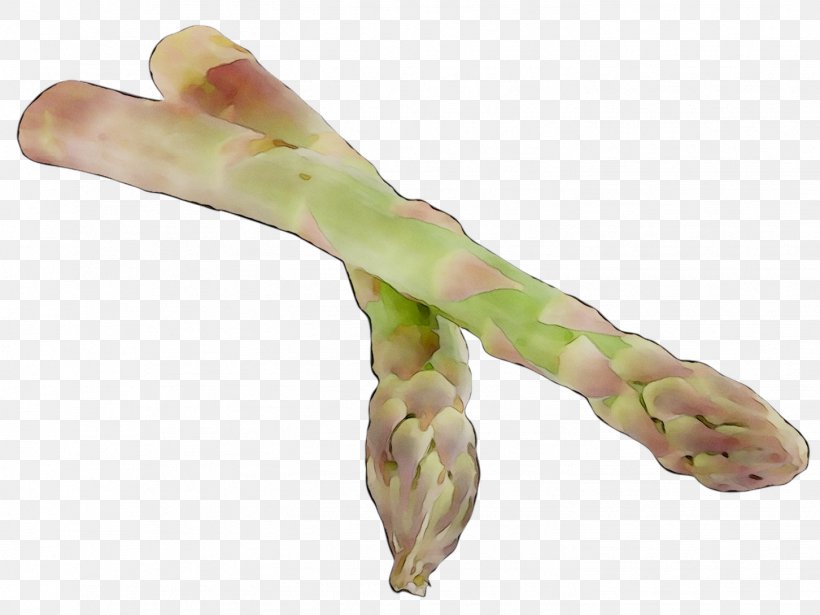 Finger Asparagus, PNG, 1452x1089px, Finger, Asparagus, Celtuce, Hand, Plant Download Free