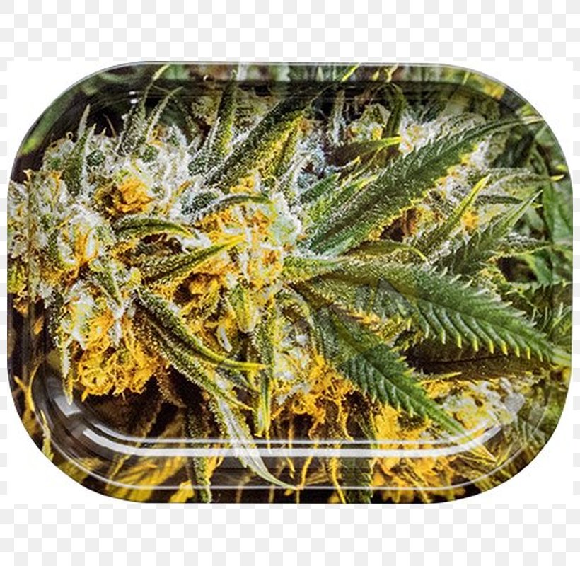 Hemp Cannabis Head Shop Cannabidiol Herb Grinder, PNG, 800x800px, 420 Day, Hemp, Brass, Cannabidiol, Cannabis Download Free