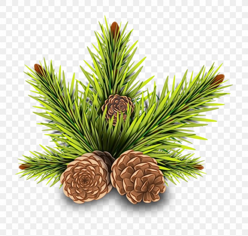 Conifer Cone Conifers Stone Pine Tree Balsam Fir, PNG, 1280x1221px, Watercolor, American Larch, American Pitch Pine, Balsam Fir, Branch Download Free