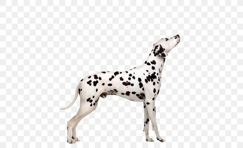 Dalmatian Dog Puppy Pointer Cat Welsh Terrier, PNG, 500x500px, Dalmatian Dog, Airedale Terrier, American Cocker Spaniel, Breed, Carnivoran Download Free