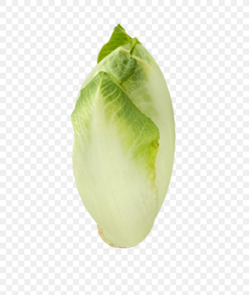 Endive Leaf Vegetable Kohlrabi Salad, PNG, 576x973px, Endive, Asda Stores Limited, Cabbage, Chicory, English Download Free