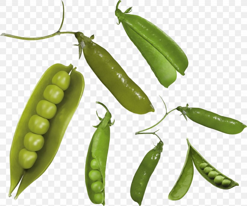 Snap Pea Common Bean Snow Pea Seed, PNG, 3218x2687px, Pea, Bird S Eye Chili, Food, Fruit, Gimp Download Free