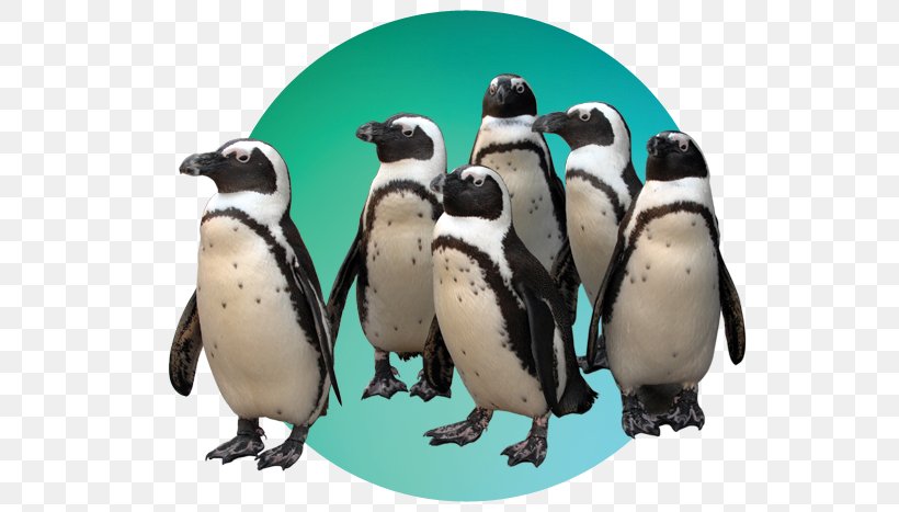 The Maryland Zoo In Baltimore African Penguin Public Aquarium, PNG, 564x467px, Maryland Zoo In Baltimore, African Penguin, Association Of Zoos And Aquariums, Baltimore, Beak Download Free