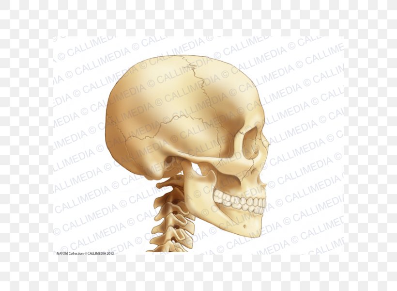 Anatomy Bone Head Neck Cervical Vertebrae, PNG, 600x600px, Anatomy, Bone, Cervical Vertebrae, Head, Head And Neck Anatomy Download Free