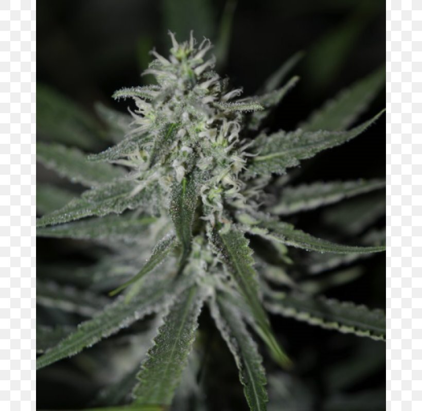 Autoflowering Cannabis Kush Cannabis Cup Seed, PNG, 800x800px, Autoflowering Cannabis, Afghanica, Cannabidiol, Cannabis, Cannabis Cup Download Free