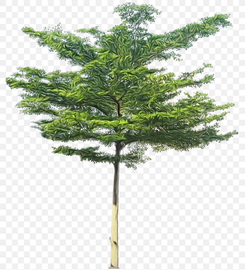 Family Tree Background, PNG, 791x902px, Spruce, American Larch, Branch, Bucida, Bucida Buceras Download Free