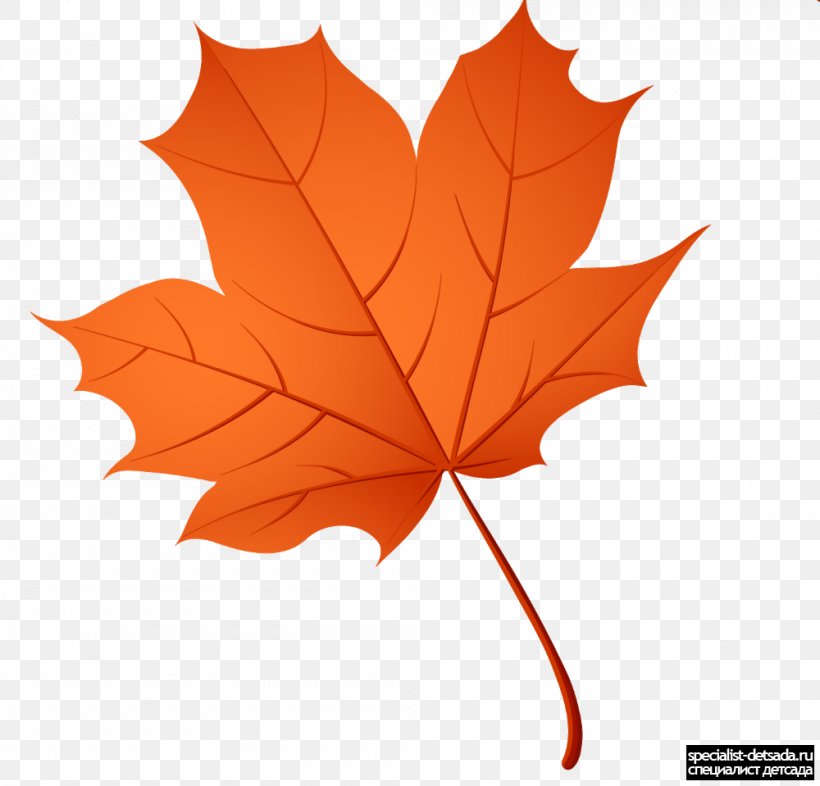 Maple Leaf, PNG, 1000x959px, Leaf, Alder, Autumn, Birch, Flowering Plant Download Free