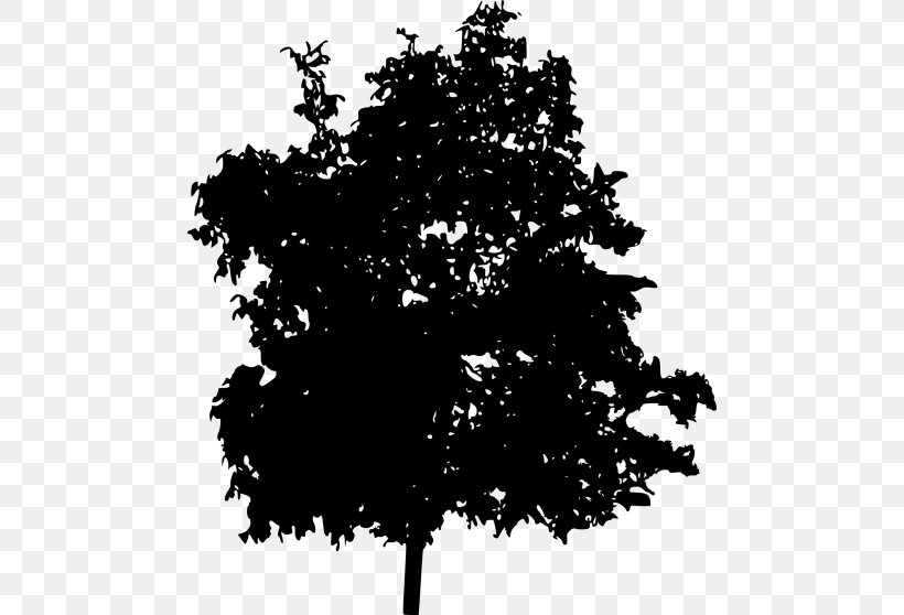 Silhouette Maple, PNG, 480x558px, Silhouette, Black, Black And White, Branch, Ecology Download Free