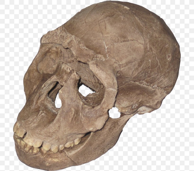 Tautavel Man Primate Paleontology Homo Sapiens Human Evolution, PNG, 709x724px, Tautavel Man, Bone, Evolution, Fossil, Geology Download Free