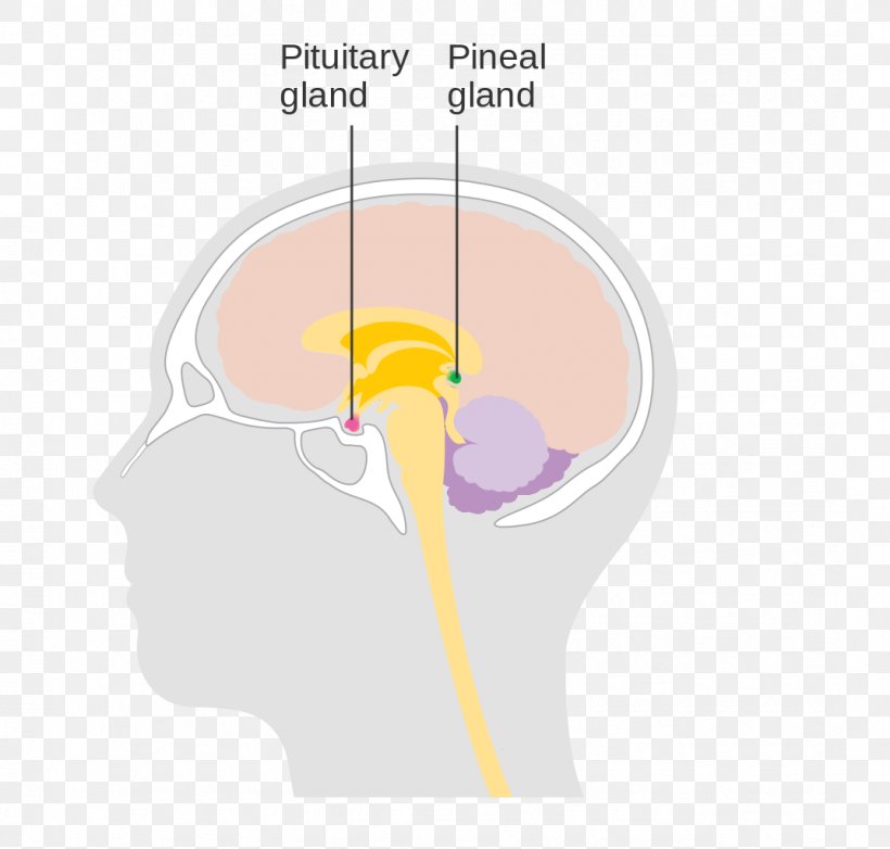 Thumb Human Behavior Diagram Brain, PNG, 1073x1024px, Watercolor, Cartoon, Flower, Frame, Heart Download Free