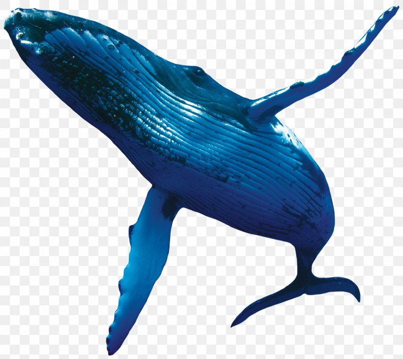 Blue Whale Humpback Whale Porpoise, PNG, 1300x1156px, Whale, Beak, Blue Whale, Bowhead Whale, Cetacea Download Free