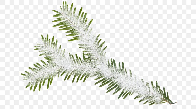 Fir Christmas Tree New Year Clip Art, PNG, 670x458px, Fir, Advent, Branch, Christmas, Christmas Tree Download Free