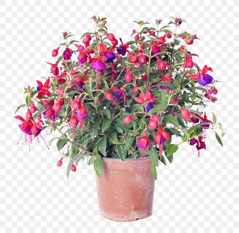 Flower Delivery Fuchsia Stock Photography Floristry, PNG, 800x800px, Flower, Annual Plant, Arena Flowers, Cut Flowers, Evening Primrose Family Download Free