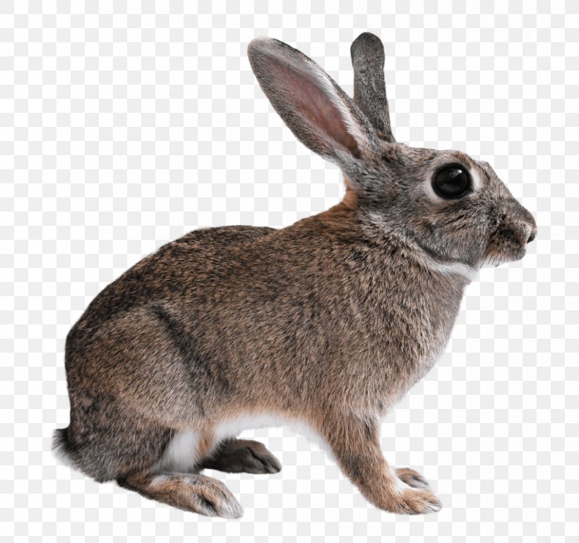 Hare Domestic Rabbit Californian Rabbit Flemish Giant Rabbit Cat, PNG, 850x799px, Hare, Animal, Californian Rabbit, Cat, Domestic Rabbit Download Free