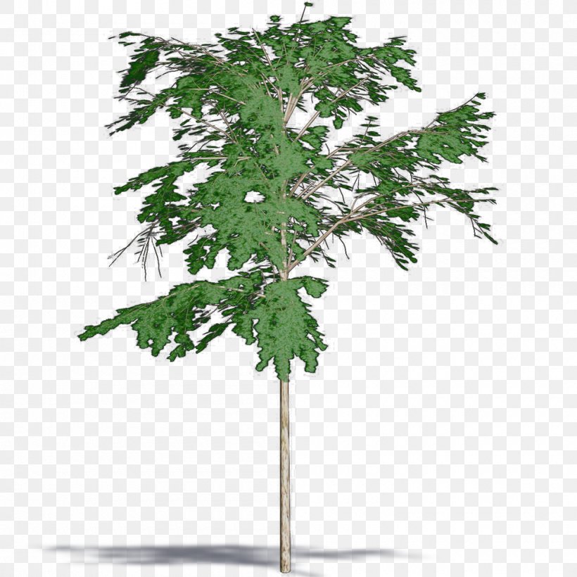 Twig Flowerpot Houseplant Leaf, PNG, 1000x1000px, Twig, Branch, Evergreen, Flowerpot, Houseplant Download Free