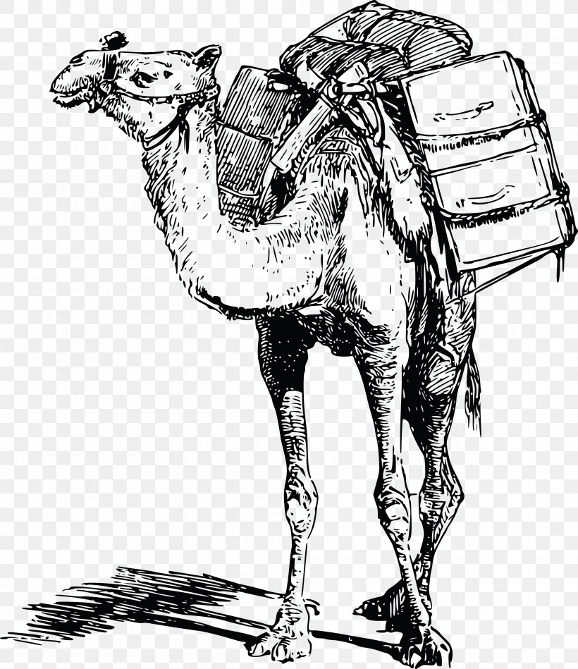Bactrian Camel Dromedary Llama Pack Animal Clip Art, PNG, 4000x4633px, Bactrian Camel, Animal, Arabian Camel, Art, Black And White Download Free